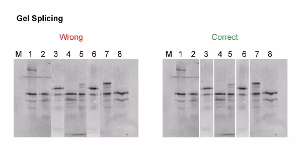 Gel-Splicing-Example