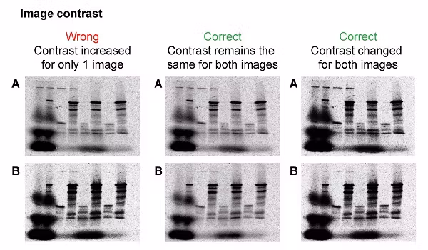 Image-Contrast-Example